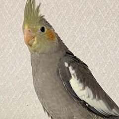 オカメインコの雛　里親様募集　その2