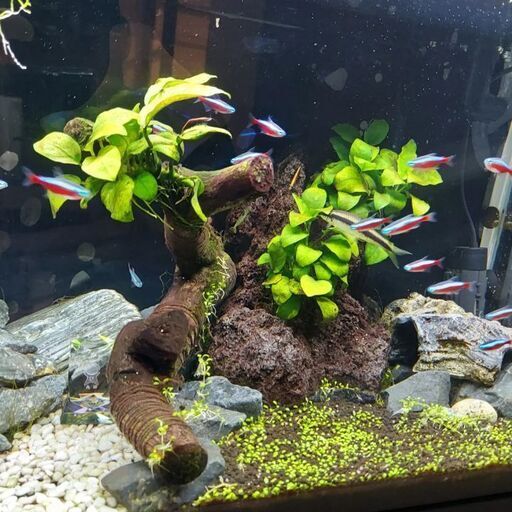水槽60センチ一式 熱帯魚 レイアウト まるまる