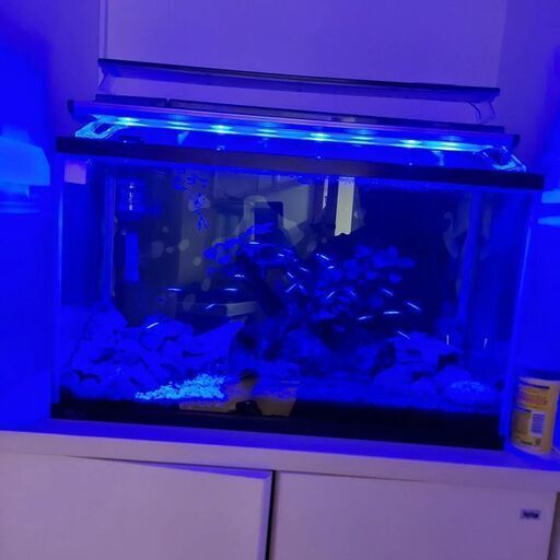 水槽60センチ一式 熱帯魚 レイアウト まるまる