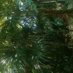 フェニックスの木 ヤシの木