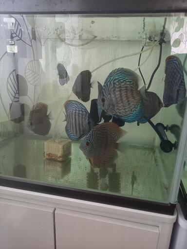 ディスカス　ドイツレッドターコイズ　7匹　熱帯魚