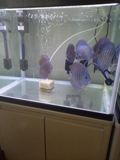 ディスカス　ドイツレッドターコイズ　7匹　熱帯魚