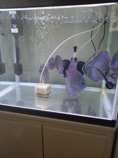 ディスカス　ドイツレッドターコイズ　7匹　熱帯魚