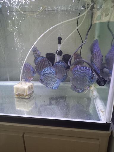 ディスカス　ドイツレッドターコイズ　7匹　熱帯魚