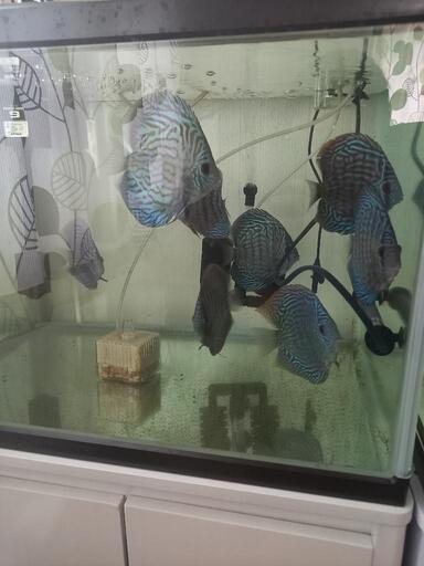 ディスカス　ドイツレッドターコイズ　7匹　熱帯魚