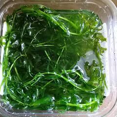 アナカリス 水草 金魚藻 アクアリウム