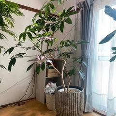 観葉植物を安く販売します