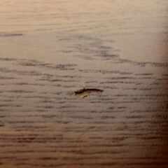 unico/ウニコ SIGNE シグネ ワイドシェルフ 北欧デザイン オープンシェルフ サイドボード オーク突板 中古家具 店頭引取歓迎 R6128)