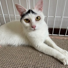 1歳メス猫♡避妊手術・血液検査・ワクチン接種済