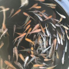 ミックスメダカの稚魚、若魚　　26匹＋α