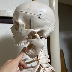 人体模型パート2