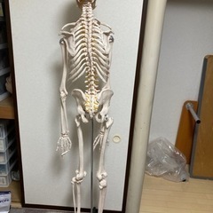 人体模型パート2