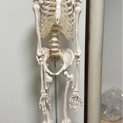 人体模型パート2