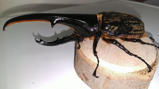 ヘラクレスオオカブト　♂　147mm　未使用　後食開始