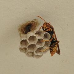福津市・蜂の巣駆除の画像