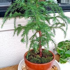 ☆杉の木鉢植え 盆栽風 (苔付き)