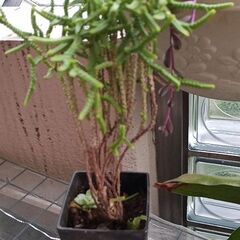 ☆多肉植物 クラッスラ ムスコーサ(青鎖竜) 　細長く枝垂れます