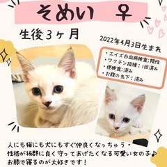 懐っこい子猫♡福岡市南区P2での譲渡会に参加します！