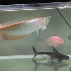 大型熱帯魚、水槽、【決まりました】