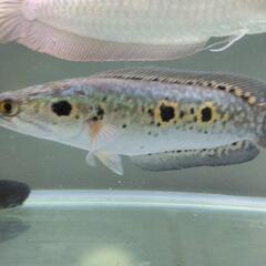 大型熱帯魚、水槽、【決まりました】