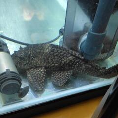 大型熱帯魚、水槽、【決まりました】