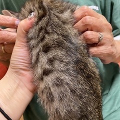 トライアル中！可愛いキジトラちゃん♡なつきちゃん − 島根県