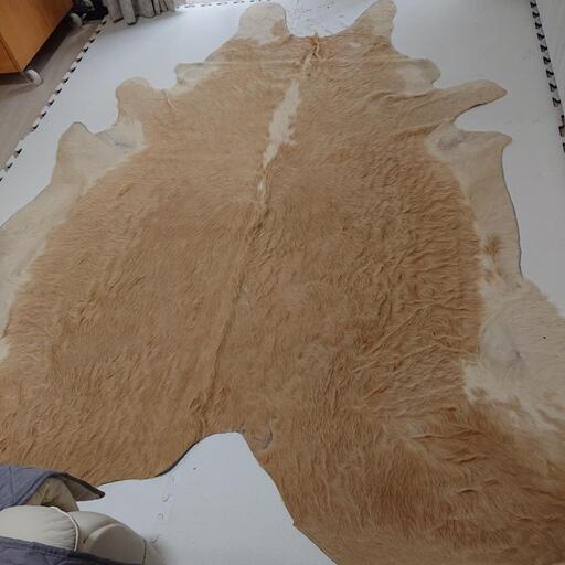 トナカイの毛皮の敷物❗本物です。195×240センチ