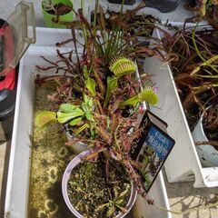 食虫植物:  ウツボカズラ  + ハエトリグサ + モウセンゴケ