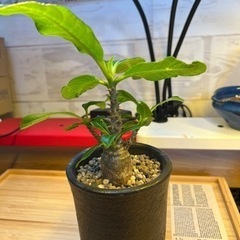 パキポディウムウインゾリー　グラキリス　コーデックス　塊根植物　観葉植物