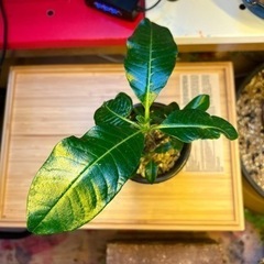 パキポディウムウインゾリー　グラキリス　コーデックス　塊根植物　観葉植物