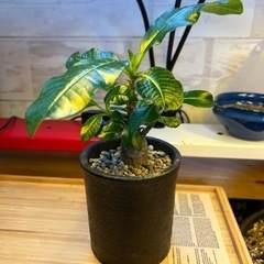 パキポディウムウインゾリー　グラキリス　コーデックス　塊根植物　観葉植物