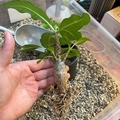 パキポディウムウインゾリー　グラキリス　コーデックス　塊根植物　観葉植物