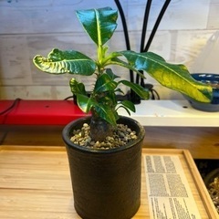 パキポディウムウインゾリー　グラキリス　コーデックス　塊根植物　観葉植物