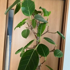 観葉植物　大型　180cm フィカス