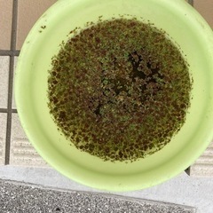 アオ浮き草　風呂桶1杯
