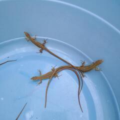 カナヘビの中古が安い 激安で譲ります 無料であげます ジモティー