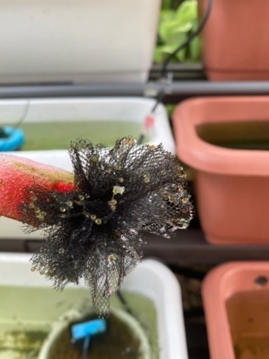 メダカチュール生地産卵床10個 オマケ浮付き ちゃんかず 端岡のその他の中古あげます 譲ります ジモティーで不用品の処分