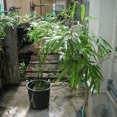 細い竹の中古が安い 激安で譲ります 無料であげます ジモティー