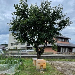 柿の木レンタル 年間2000円! 柿の栽培収穫にどうぞ！の画像