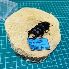 ①⑧オオクワガタ    新成虫ペアの販売