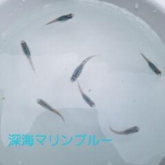 メダカ稚魚♪【1set500円】ﾏﾘﾝﾌﾞﾙｰ、ｸﾞﾘｰﾝﾃｨｱ...