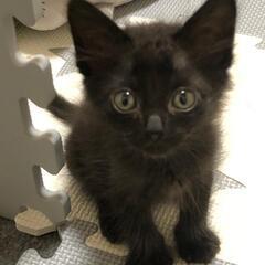 【トライアル決定しました！】生後1ヶ月と少し、元気なオスの黒猫です
