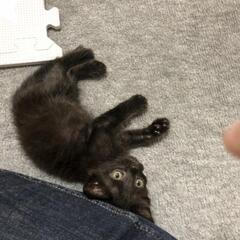 【トライアル決定しました！】生後1ヶ月と少し、元気なオスの黒猫です - 猫