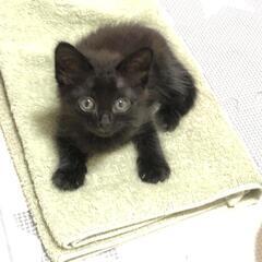 【トライアル決定しました！】生後1ヶ月と少し、元気なオスの黒猫です - 藤井寺市