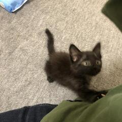 【トライアル決定しました！】生後1ヶ月と少し、元気なオスの黒猫です − 大阪府