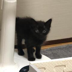 【トライアル決定しました！】生後1ヶ月と少し、元気なオスの黒猫です - 里親募集