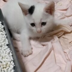 子猫の里親募集です。その２