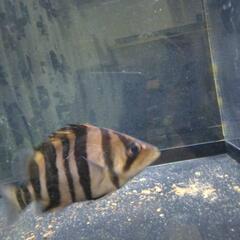 大型熱帯魚、水槽、【決まりました】