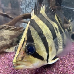 アクアリウム引退します。