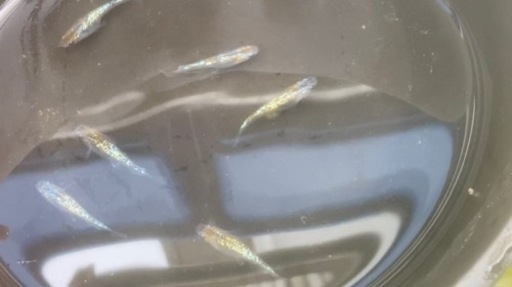 今年4月生まれ　　ラメ王